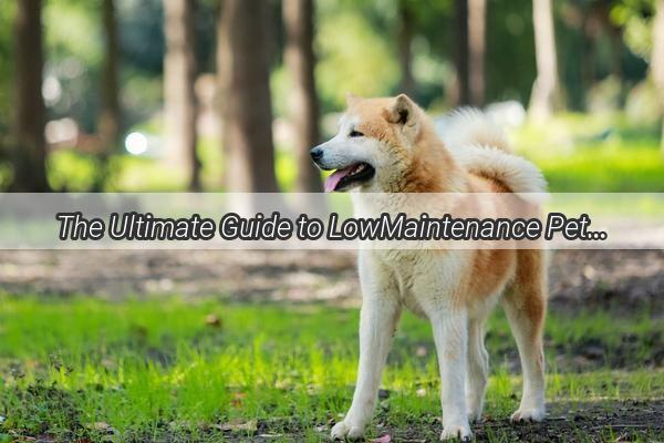 The Ultimate Guide to LowMaintenance Pets Discover the Joy of EasytoCarefor Canines